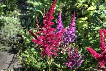Астильба китайская Red Skyscraper (Astilbe chinensis Red Skyscraper)