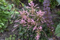 Астильба простолистная Sprite  (Astilbe simplicifolia Sprite)