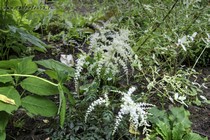 Астильба простолистная White Sensation (Astilbe simplicifolia White Sensation)