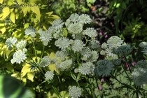 Астранция крупная Snow Star (Astrantia major Snow Star)