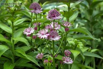 Астранция Крупная Rosea