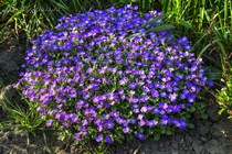 Обриета (Aubrieta)