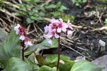 Бадан (Bergenia Apple Blossom)