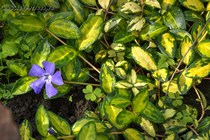Барвинок малый Illumination(Vinca minor Illumination)