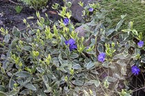 Барвинок малый Moonlite(Vinca minor Moonlite)