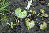 Бисия калужницелистная (Beesia calthifolia)