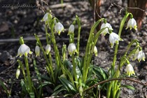 Белоцветник весенний (Leucojum vernum)