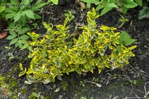 Бересклет Форчуна Emerald Gold (Euonymus fortune Emerald Gold)