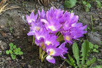 Безвременник осенний (Colchicum autumnale)