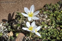 Безвременник Совича (Colchicum szovitsii)
