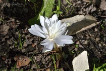 Безвременник осенний Alboplenum (Colchicum autumnale Alboplenum)