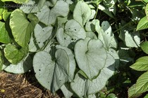 Бруннера крупнолистная Alexandria (Brunnera macrophylla Alexandria)