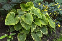 Бруннера крупнолистная Hadspen Cream (Brunnera macrophylla Hadspen Cream)