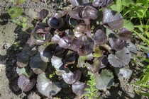 Бузульник зубчатый Pandora ((Ligularia dentata Pandora)
