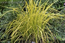 Осока высокая Аурея (Carex elata Aurea)