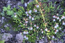 Кассиопея плауновидная Gracilis (Cassiope Lycopodioides Gracilis)