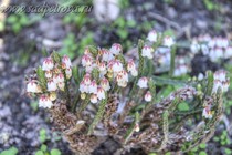 Кассиопея Askival (Cassiope Askival)