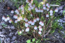 Кассиопея Muirhead (Cassiope Muirhead)