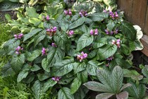 Хелоне Косая Инимини (Chelone Obliqua Ieniemienie)