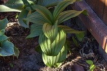 Чемерица Лобеля (Veratrum lobelianum)