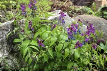 Чина весенняя, или Сочевичник весенний (Lathyrus vernus)