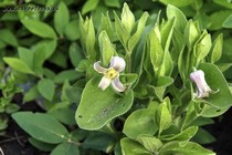Клематис Фремонта (Clematis fremontii)