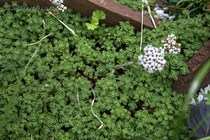 Толстянка(Крассула) Милфорда (Crassula milfordiae)