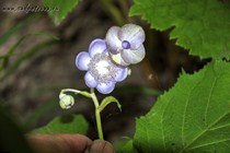 Дайнанте голубая Blue Wonder (Deinanthe caerulea Blue Wonder)