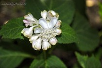 Дайнанте Двураздельная (Deinanthe bifida)