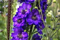 Дельфиниум Pagan Purples