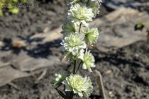 Дельфиниум Polar Sensation (Delphinium Highlander Polar Sensation)