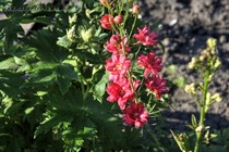 Дельфиниум Red Caroline (Delphinium Red Caroline)