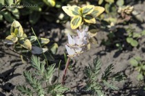 Дицентра клобучковая Apache (Dicentra сuсcularia Apache)