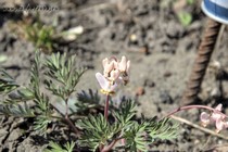 Дицентра клобучковая Pittsburgh (Dicentra сuсcularia Pittsburgh)