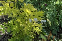Дицентра превосходная White Gold (Dicentra spectabilis (Lamprocapnos) White Gold)
