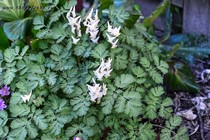 Дицентра клобучковая Pink Punk (Dicentra сuсcularia Pink Punk)