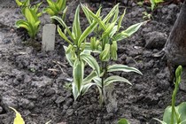 Диспорум сидячий Variegatum (Disporum sessile Variegatum)