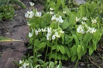 Додекатеон средний Alba (Dodecatheon media Alba)