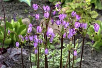 Додекатеон средний Aphrodite (Dodecatheon meadia Aphrodite)