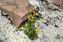 Крупка шершавоплодная (Draba Lasiocarpa)