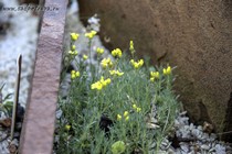 Крупка бруниелистная Olympica (Draba bruniifolia subsp. Olympica) 