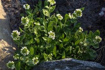 Крупка(драба) разветвлённая (Draba ramosissima var.glabrifolia)
