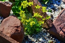Крупка шершавая (Draba scabra)