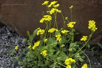 Крупка Сибирская (Draba sibirica)