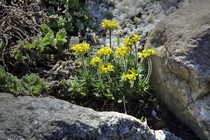 Крупка сферическая (Draba sphaeroides)