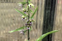 Дремлик широколистный (Epipactis helleborine)