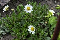 Дриада восьмилепестная (Dryas Octopetala)