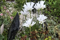 Эдрайантус далмацкий (Edraianthus Dalmaticus)