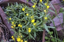 Энотера маленькая (Oenothera minima)