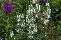 Физостегия Virginiana Summer Snow